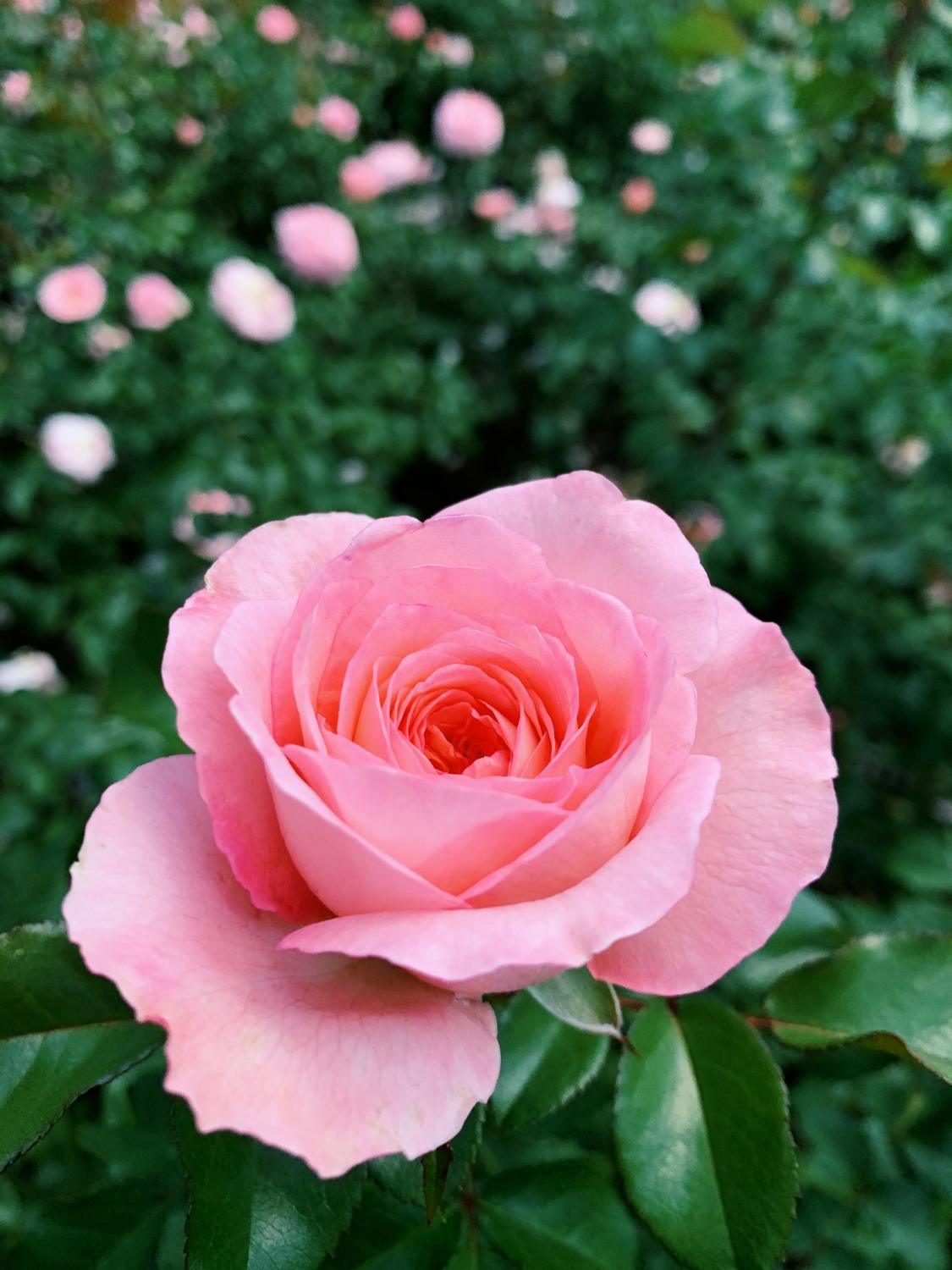 Valentine's Day flowers