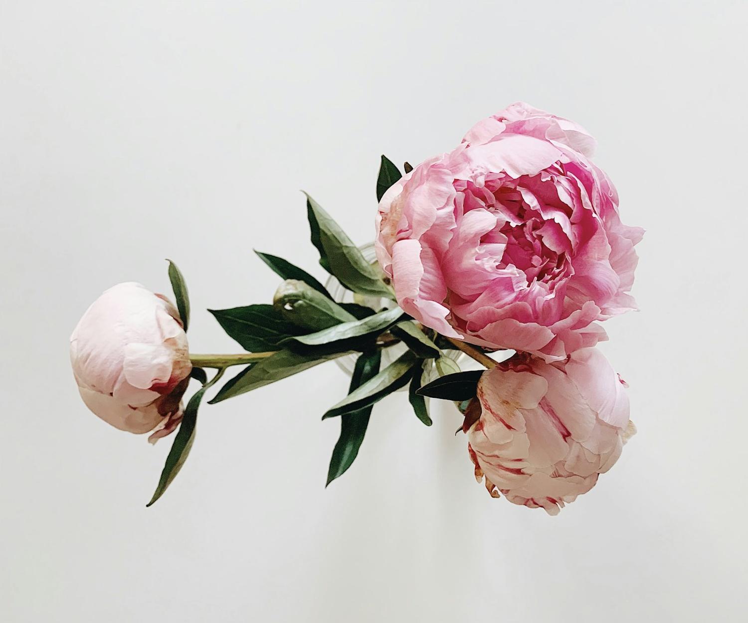 A single pink peony stem