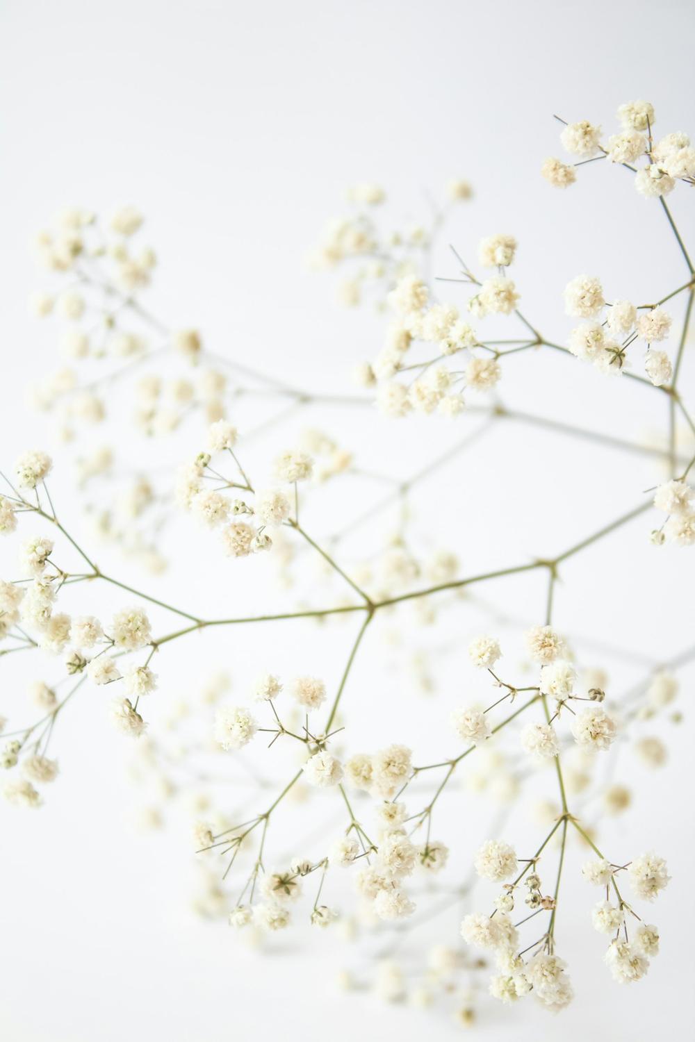 Just Because flowers